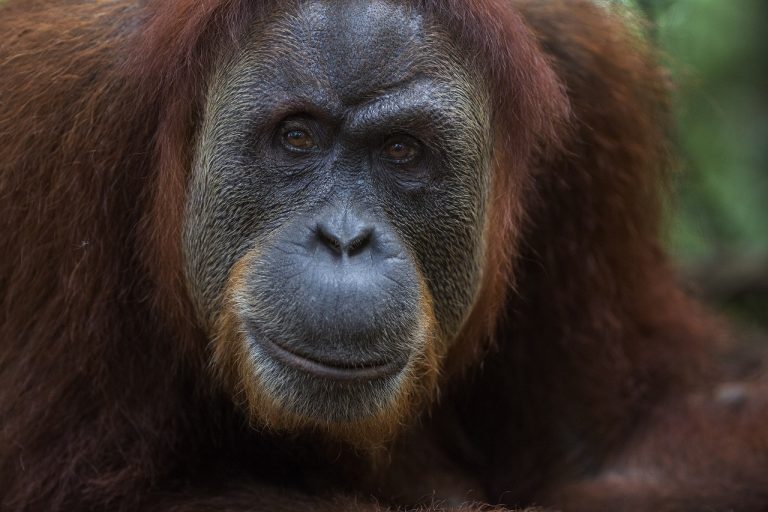 Sumatran orangutan