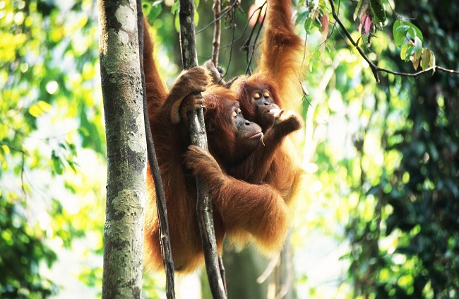 Two young sumatran orangutans hanging out