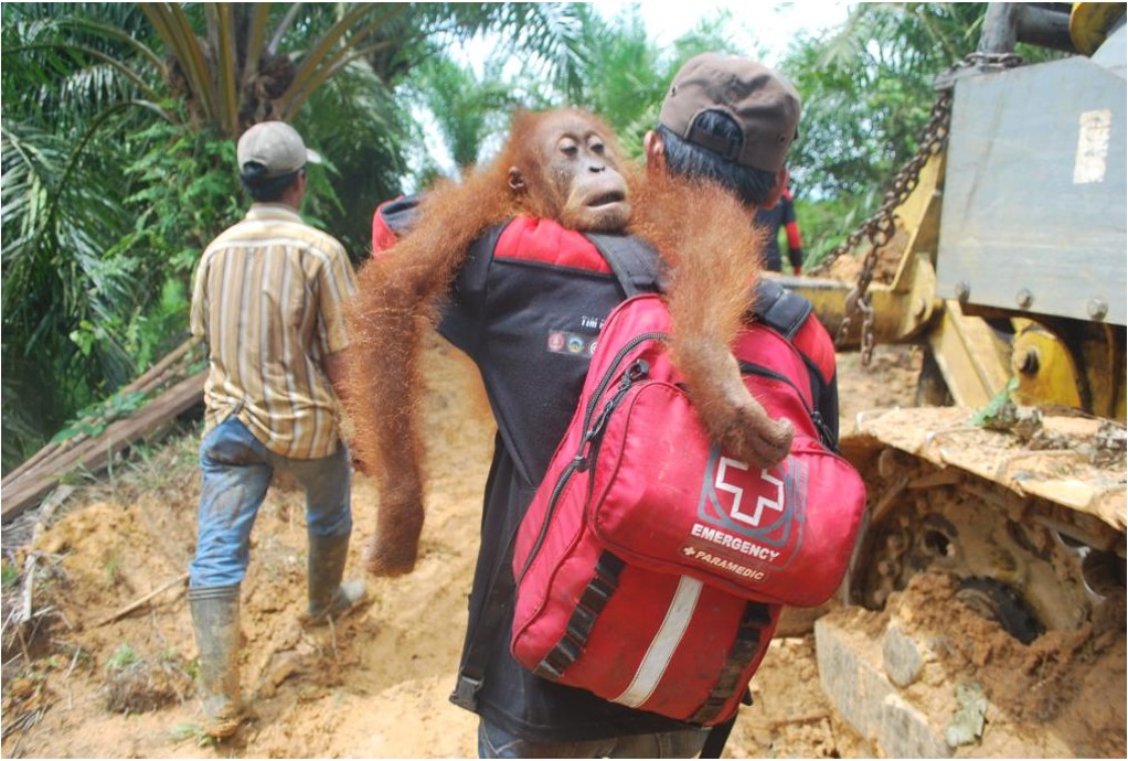 Evacuating a Sumatran Orangutan