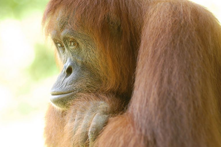 a sumatran orangutan