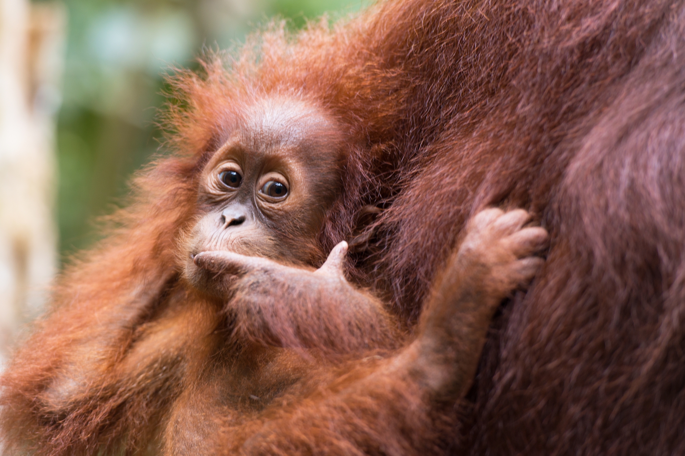 A baby sumatran orangutan