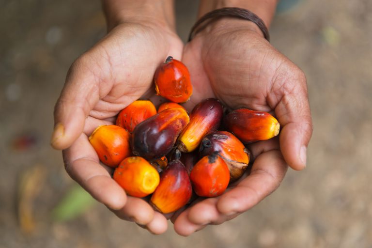 Palm oil Kernels in Sumatra
