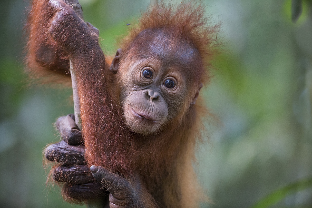 Baby Sumatran orangutan