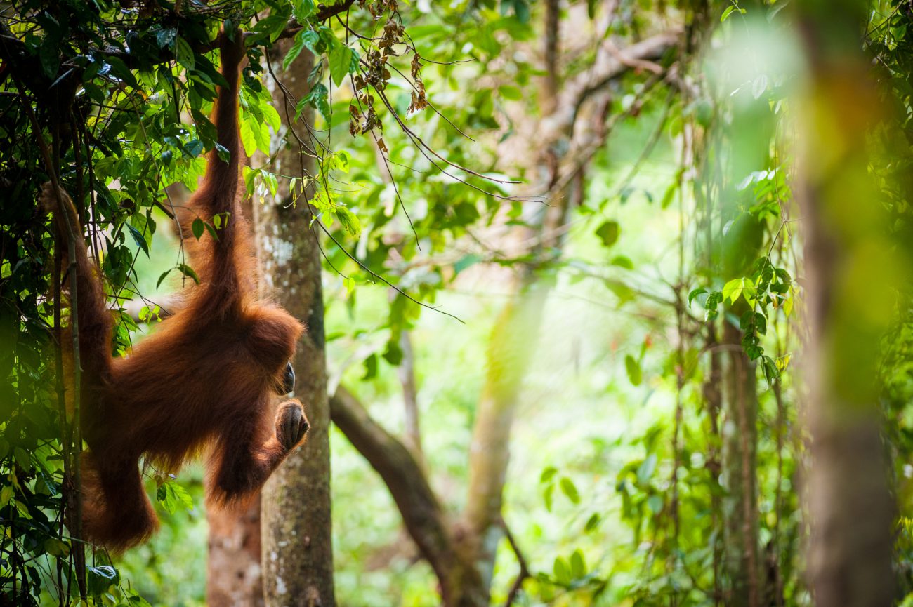 A sumatran orangutan in a tree