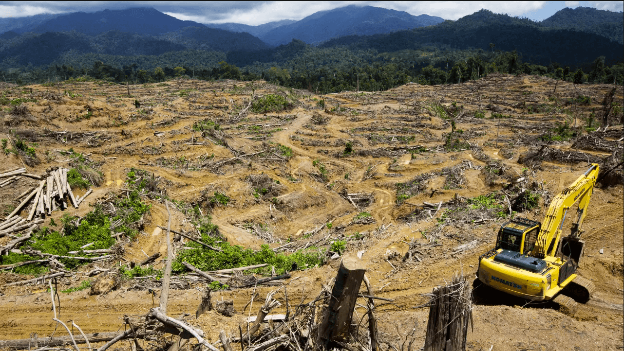 destroyed rainforest