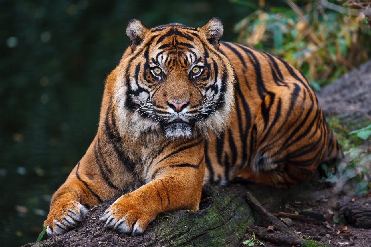 Sumatran tiger