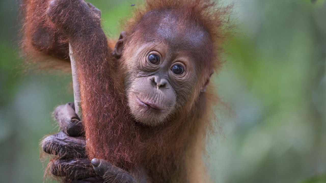 SOS – Sumatran Orangutan Society