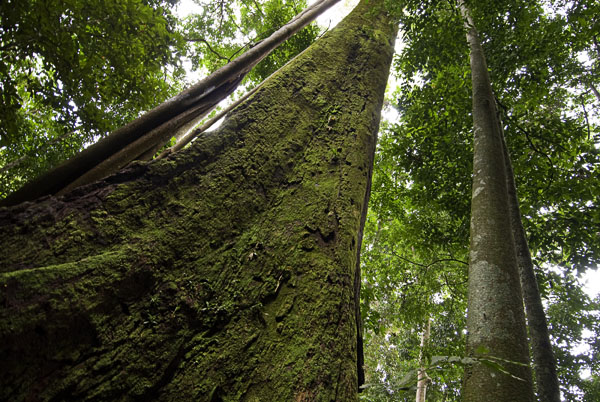 virgin rainforest