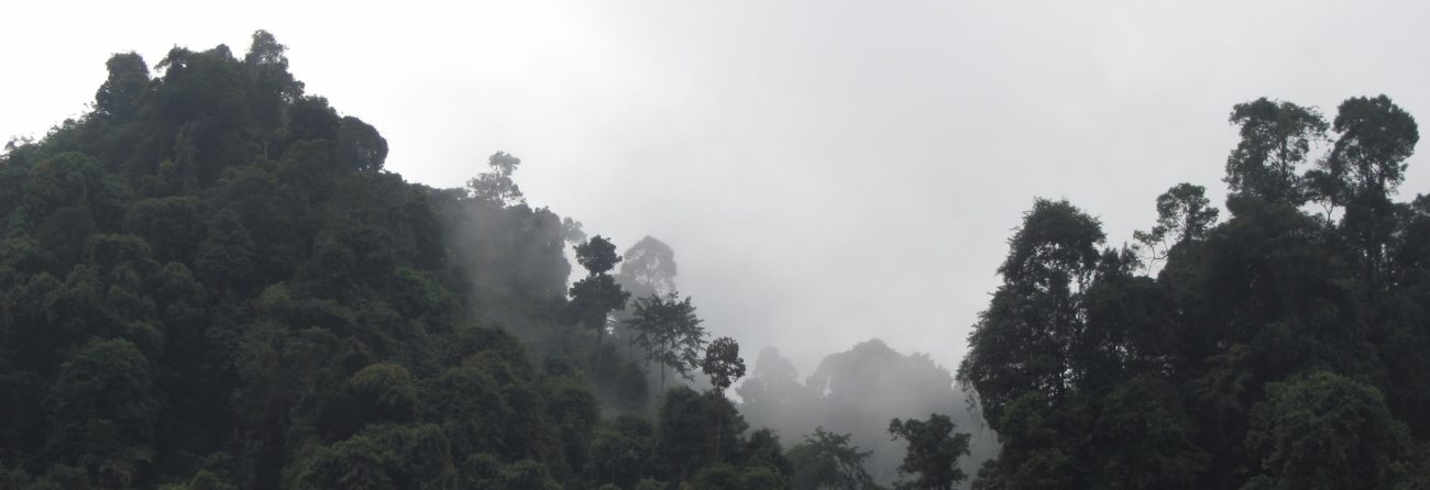 Rainy jungle