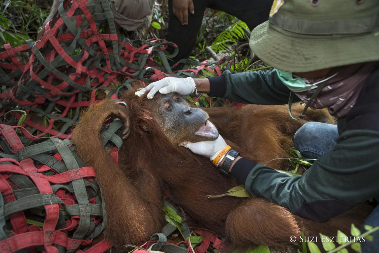 Rescuing an orangutan