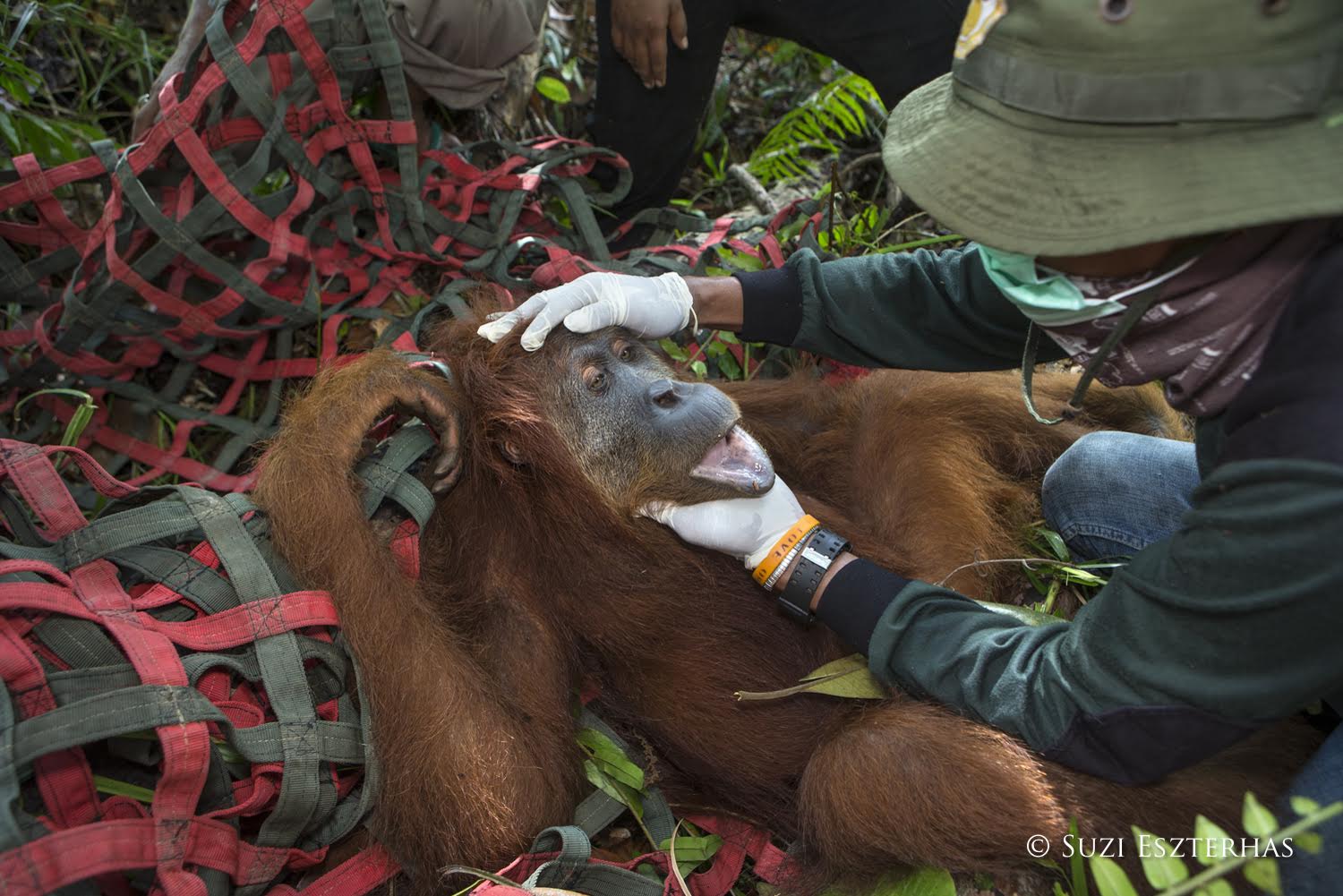 Rescuing an orangutan