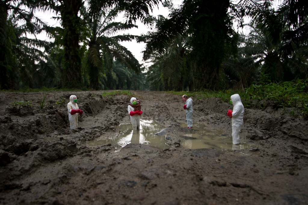 rescuing orangutans from a plantation