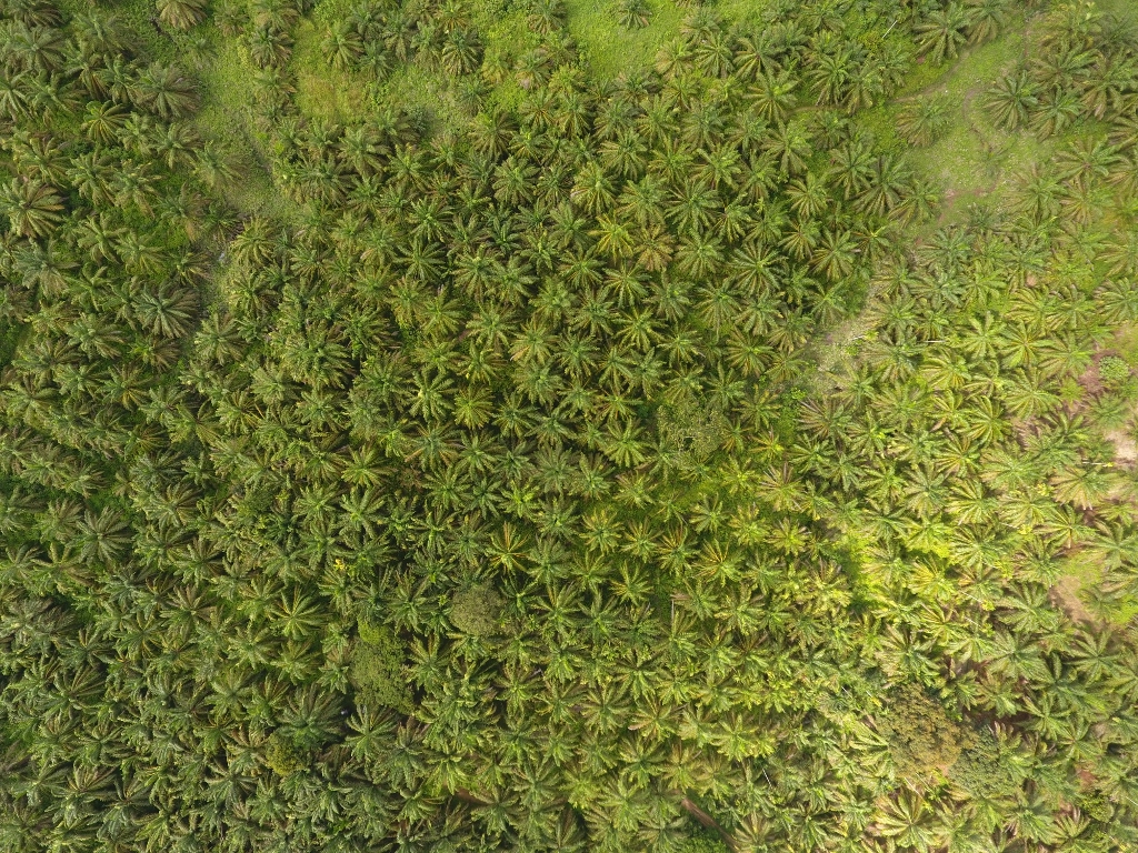 palm oil trees from the sky sumatra