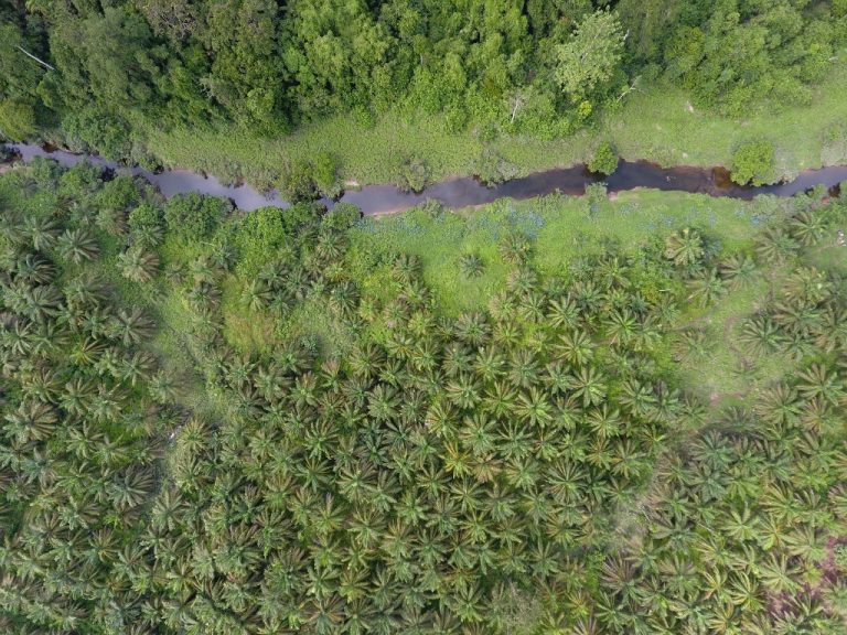 palm oil plantations in Sumatra