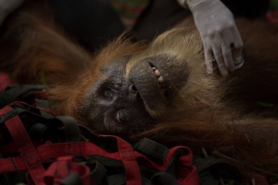 orangutan rescue in sumatra