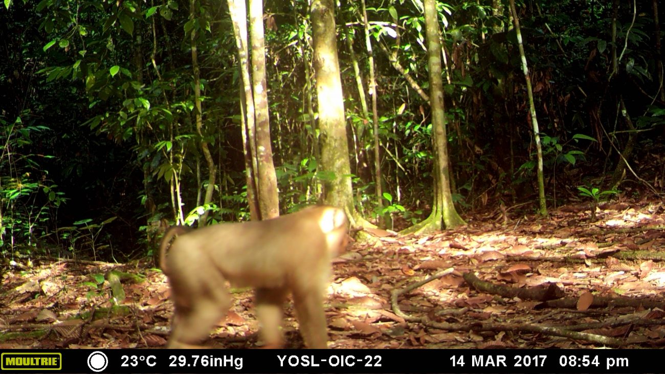 A macaque caught by the camera trap