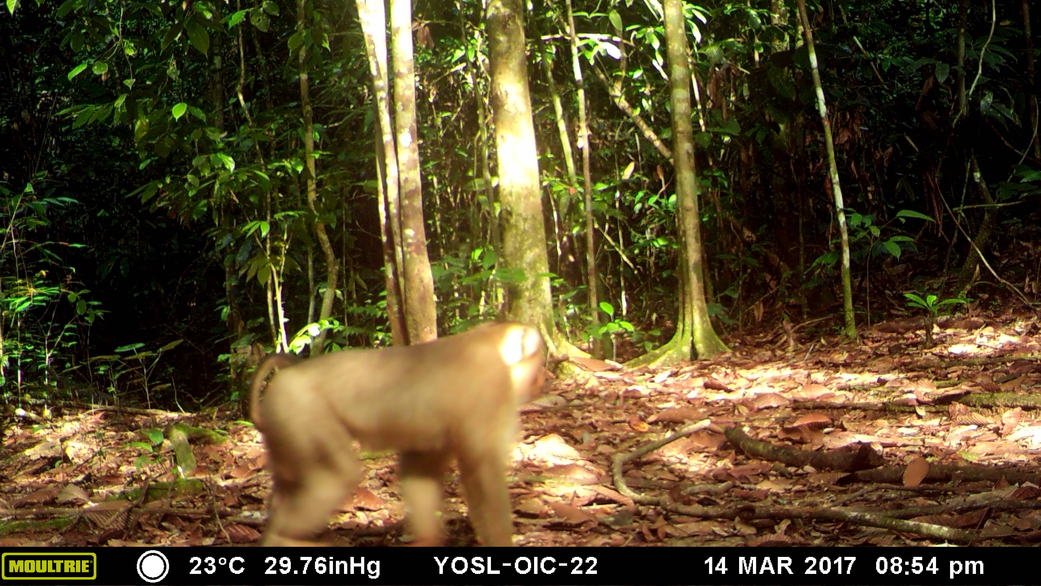 A macaque caught by the camera trap