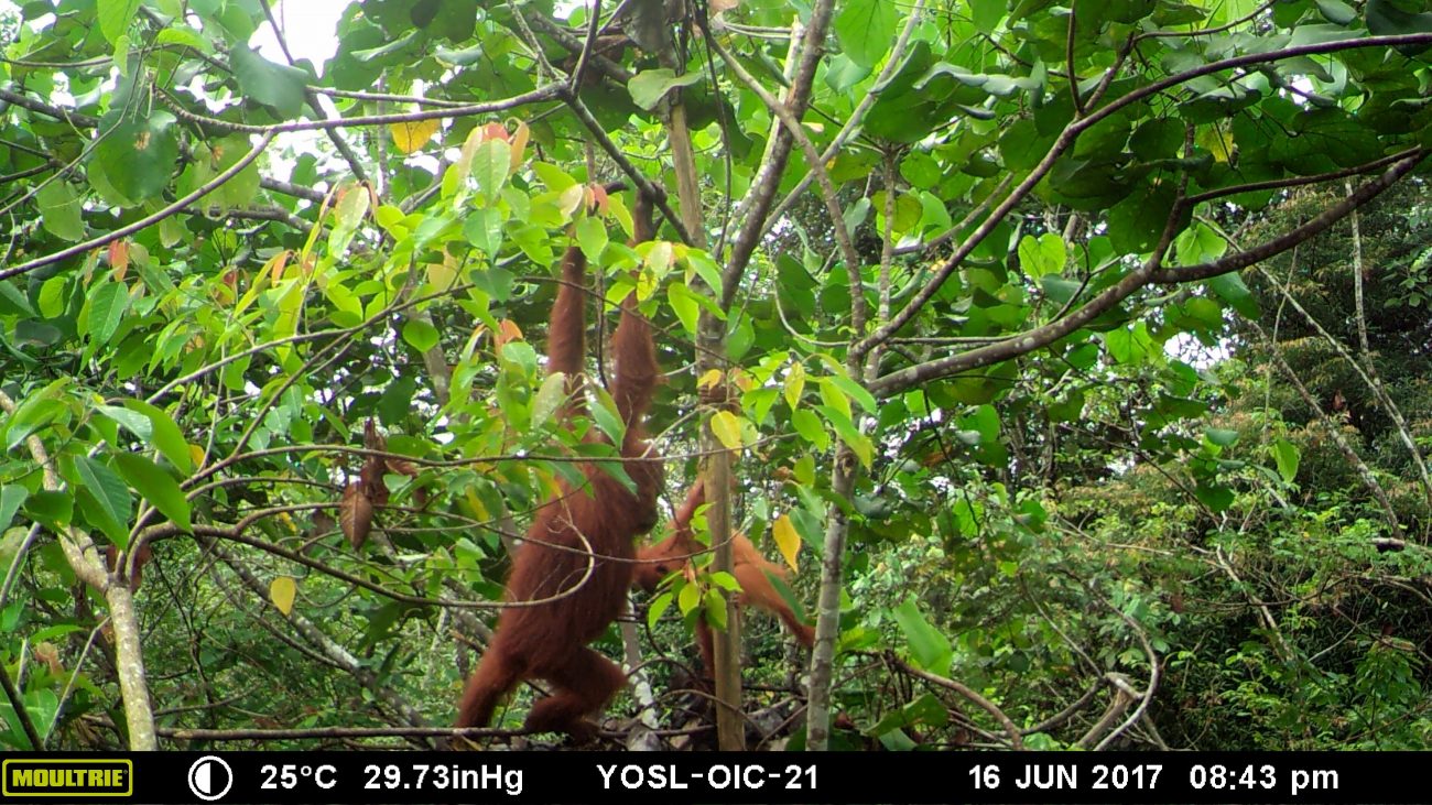 Orangutan caught in Camera trap