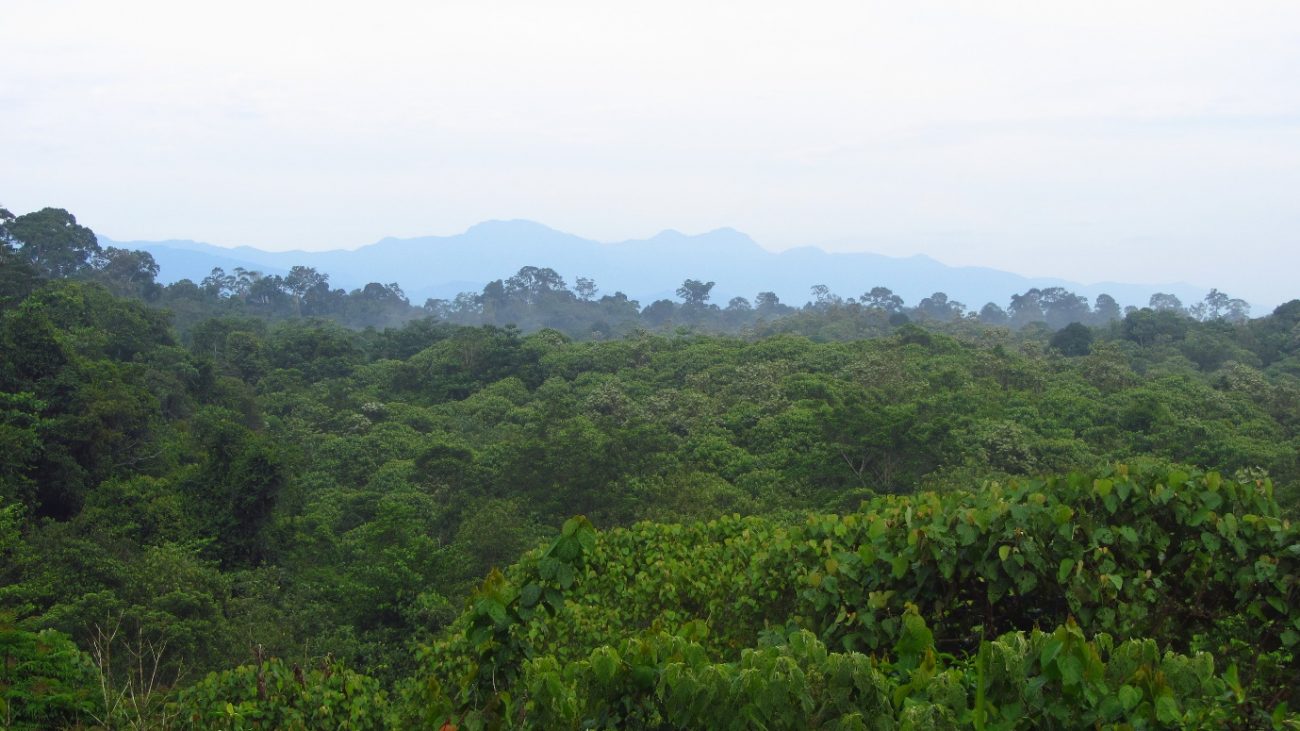 Forest changes over time