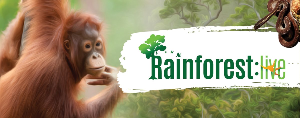 Baby orangutan and Rainforest Live 2017