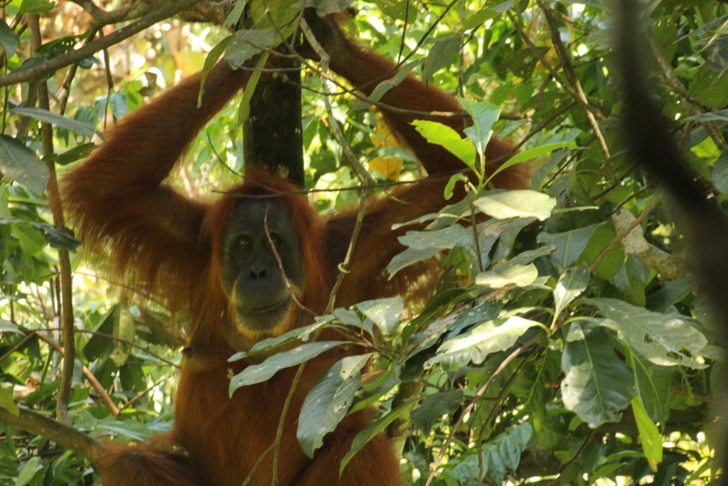 an adult sumatran orangutan in a tree