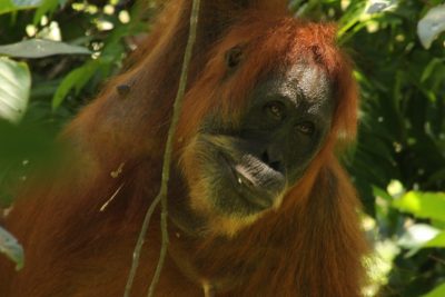 Sumatran orangutan in the Gunung Leuser National Park