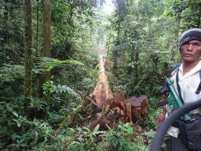 Park ranger in Leuser with illegally logged tree