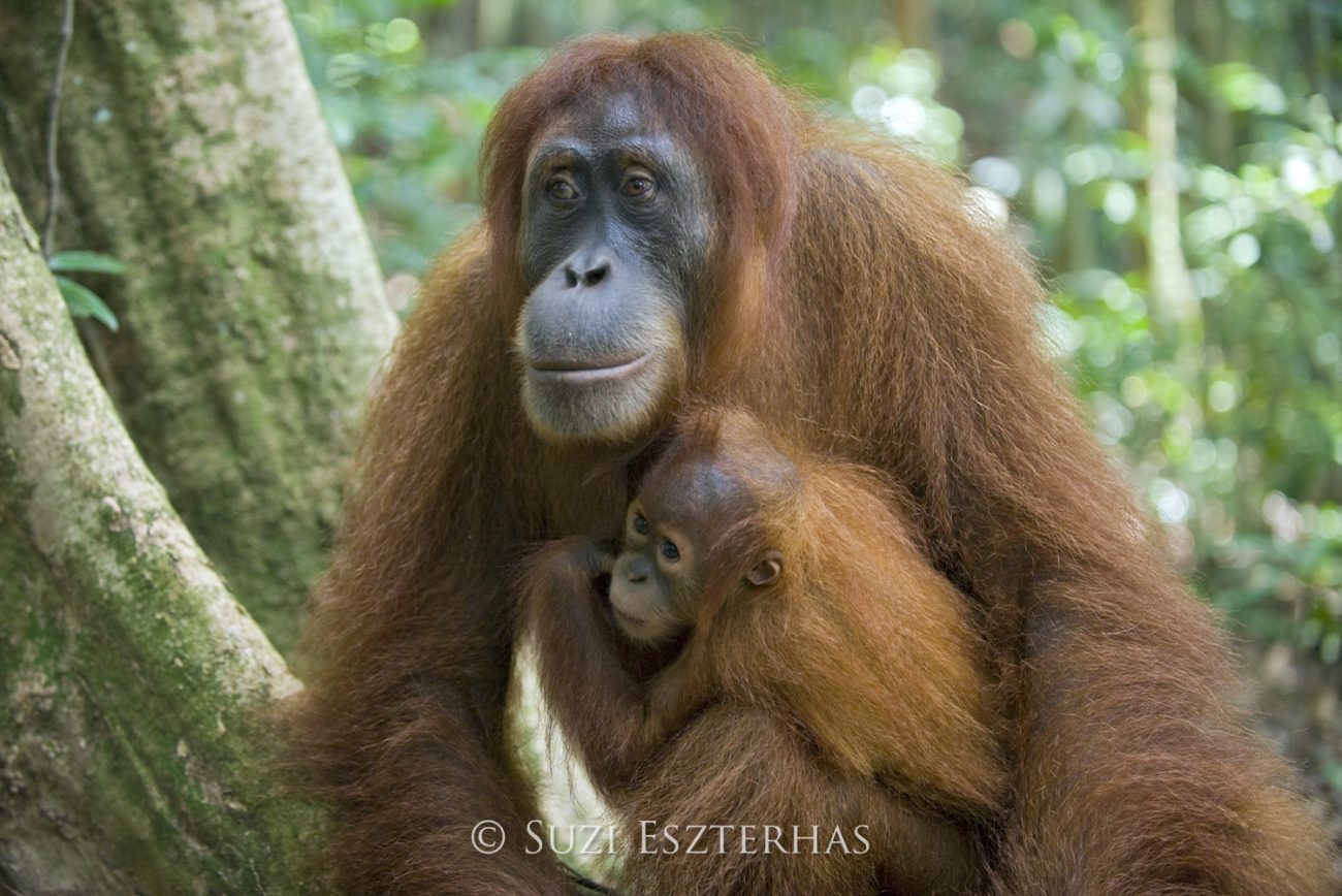 Mother and baby orangutan