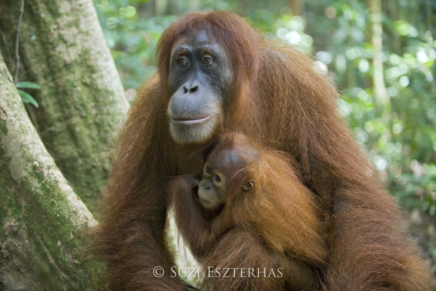 Mother and baby orangutan