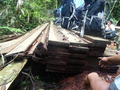 Seizing illegal wood in Sumatran Rainforest Leuser