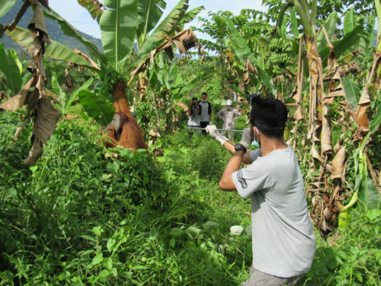An orangutan being shot by a tranquilizer dart