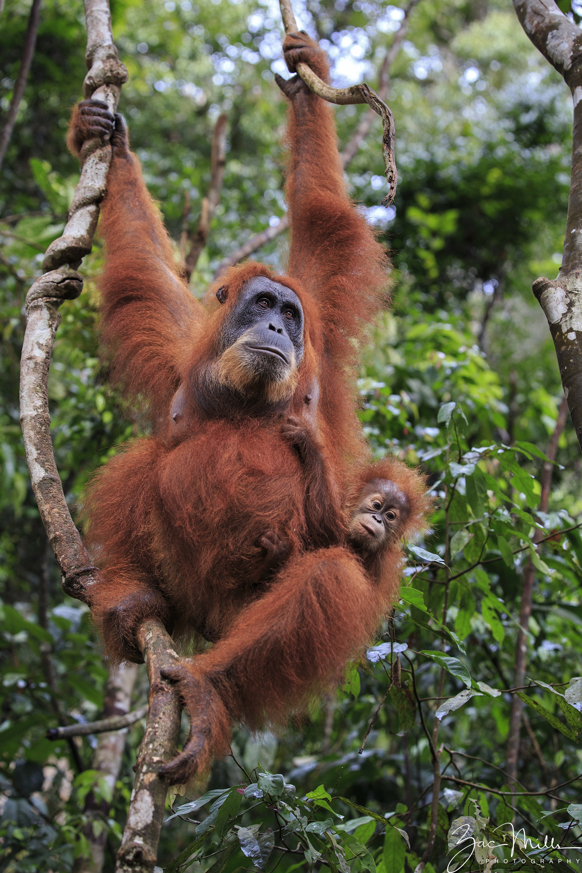 Orangutans through a lens - SOS – Sumatran Orangutan Society
