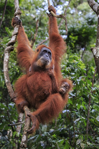 an adult and baby sumatran orangutan