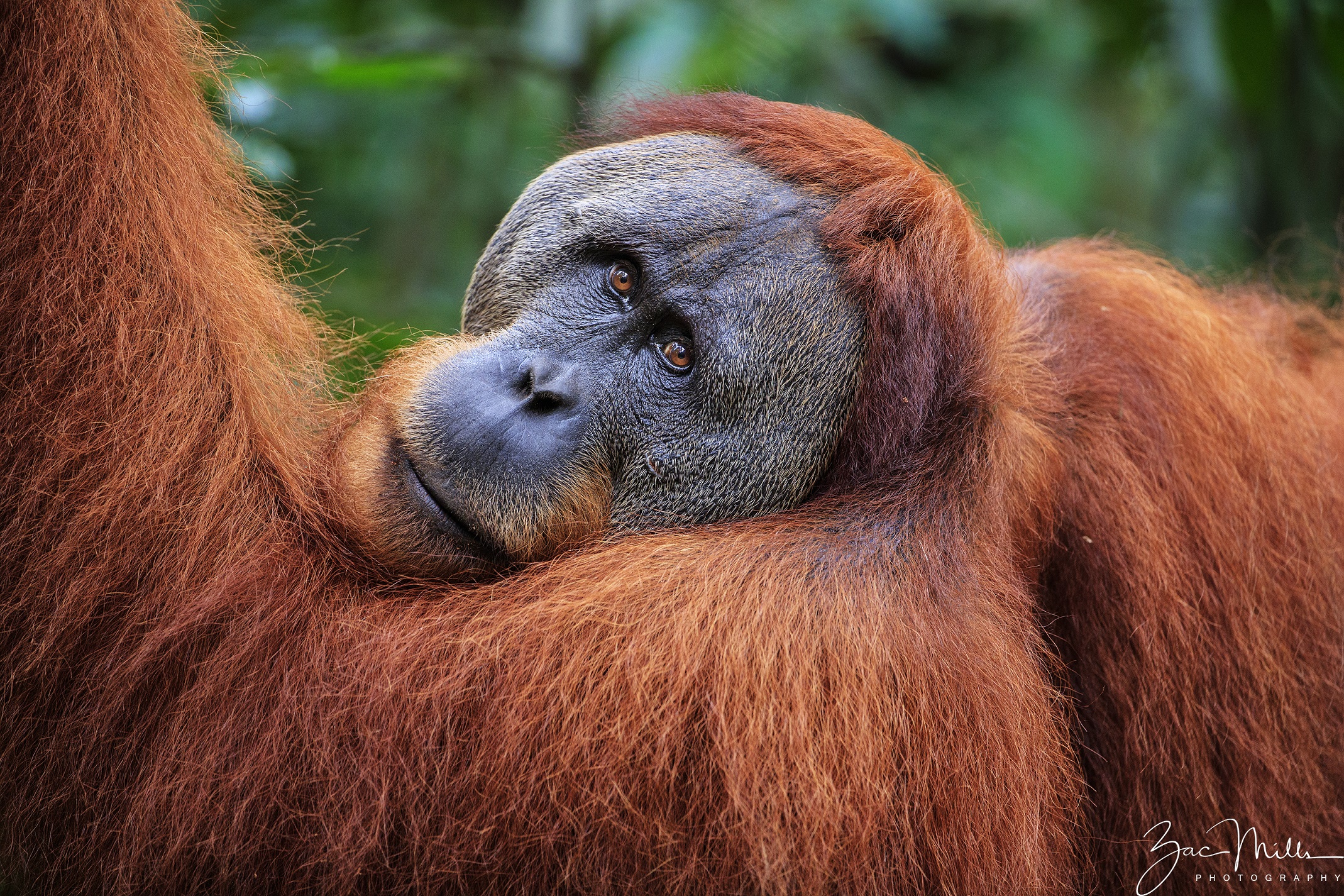 SOS – Sumatran Orangutan Society