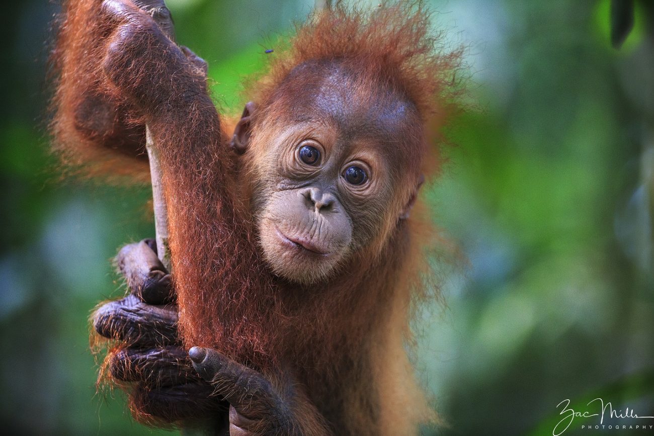 Sos Sumatran Orangutan Society - 