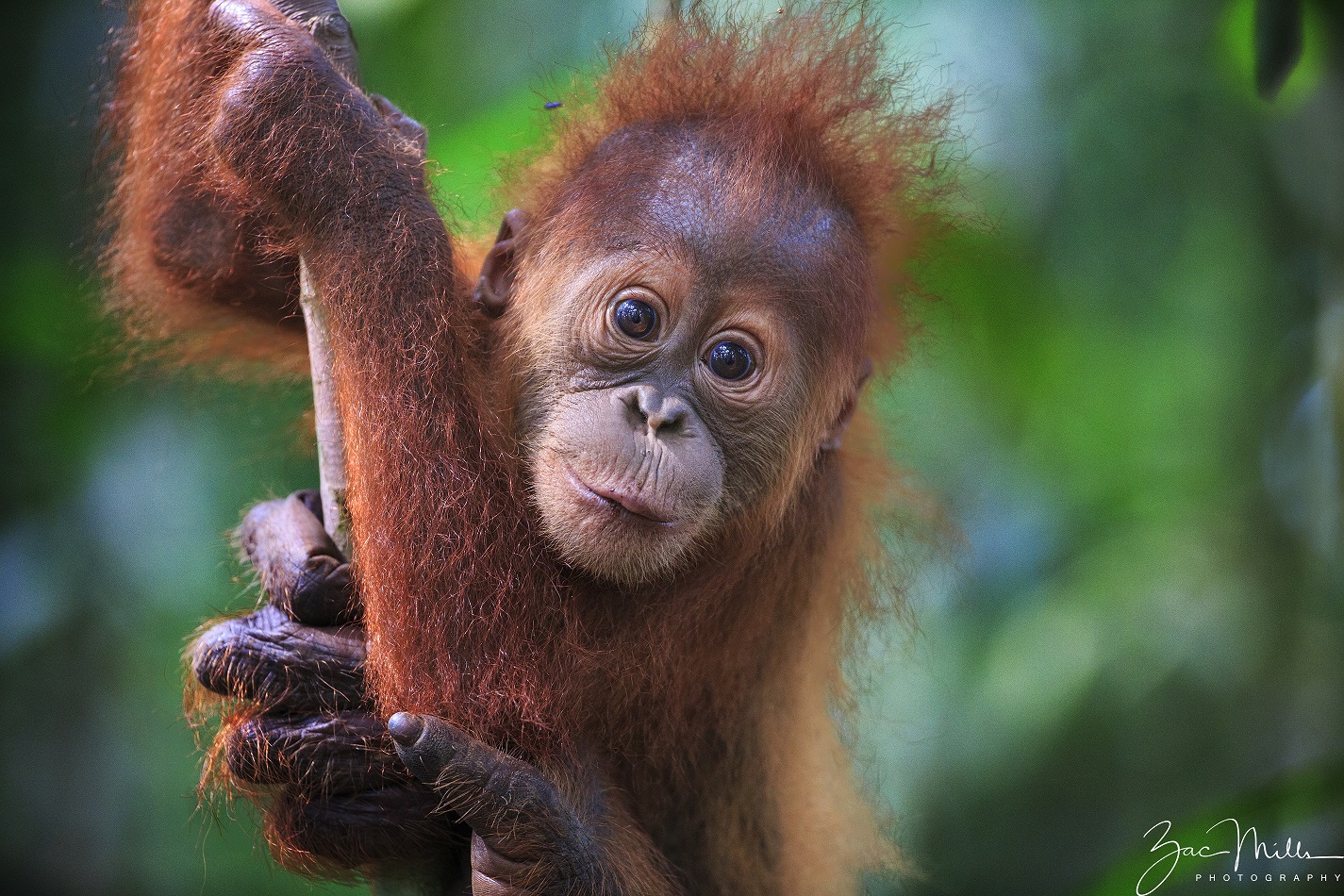 A baby sumatran orangutan