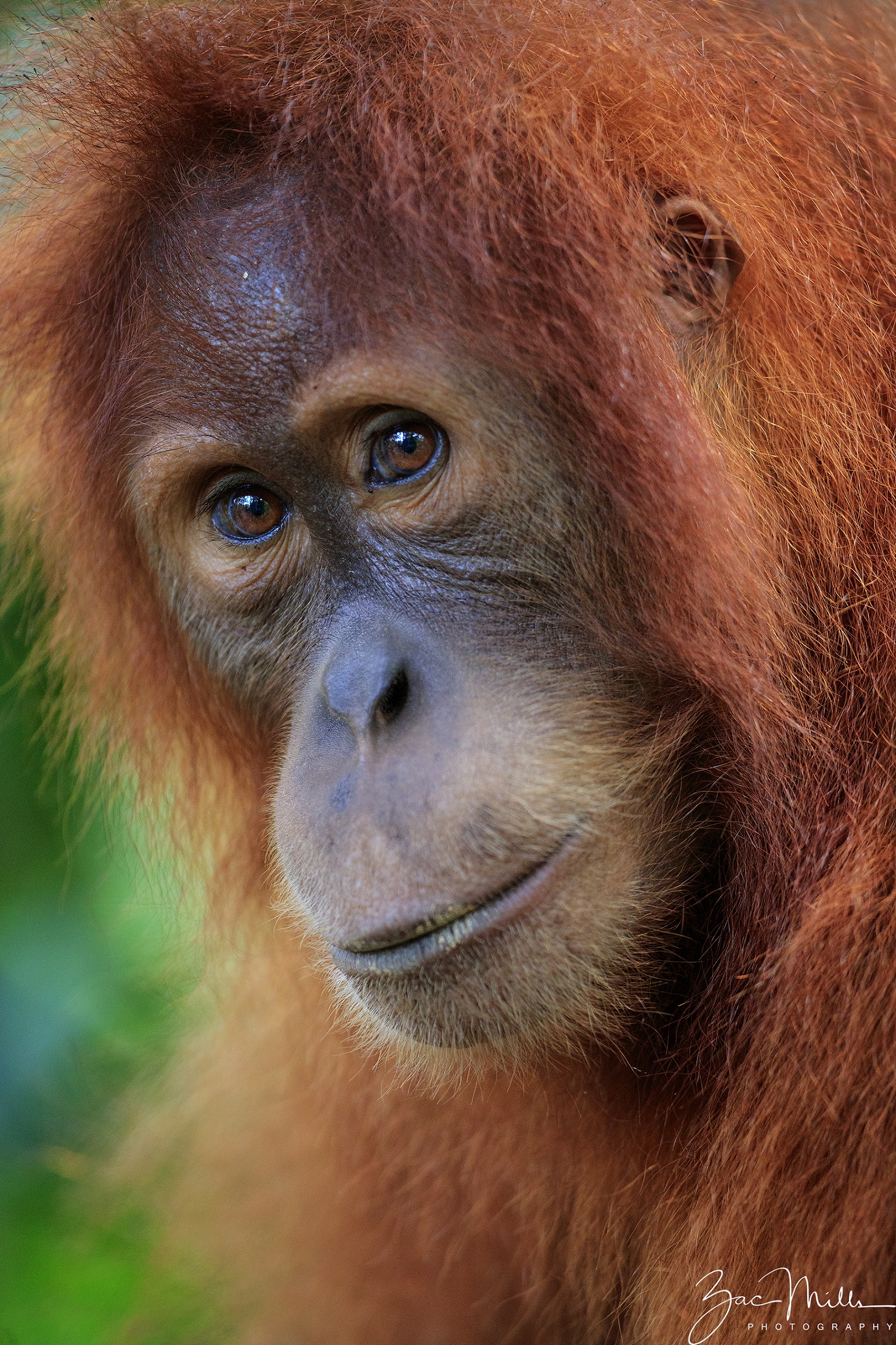 SOS – Sumatran Orangutan Society