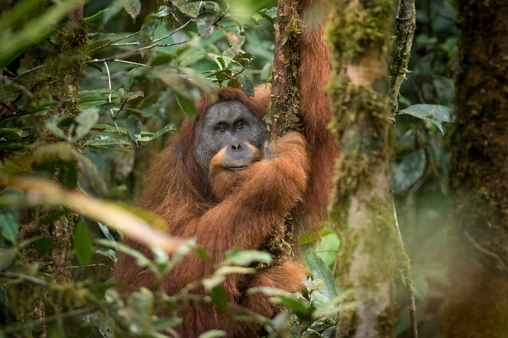 Tapanuli orangutan