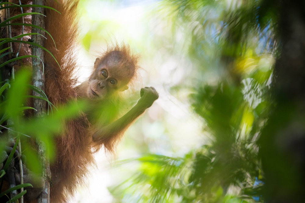 A baby sumatran orangutan