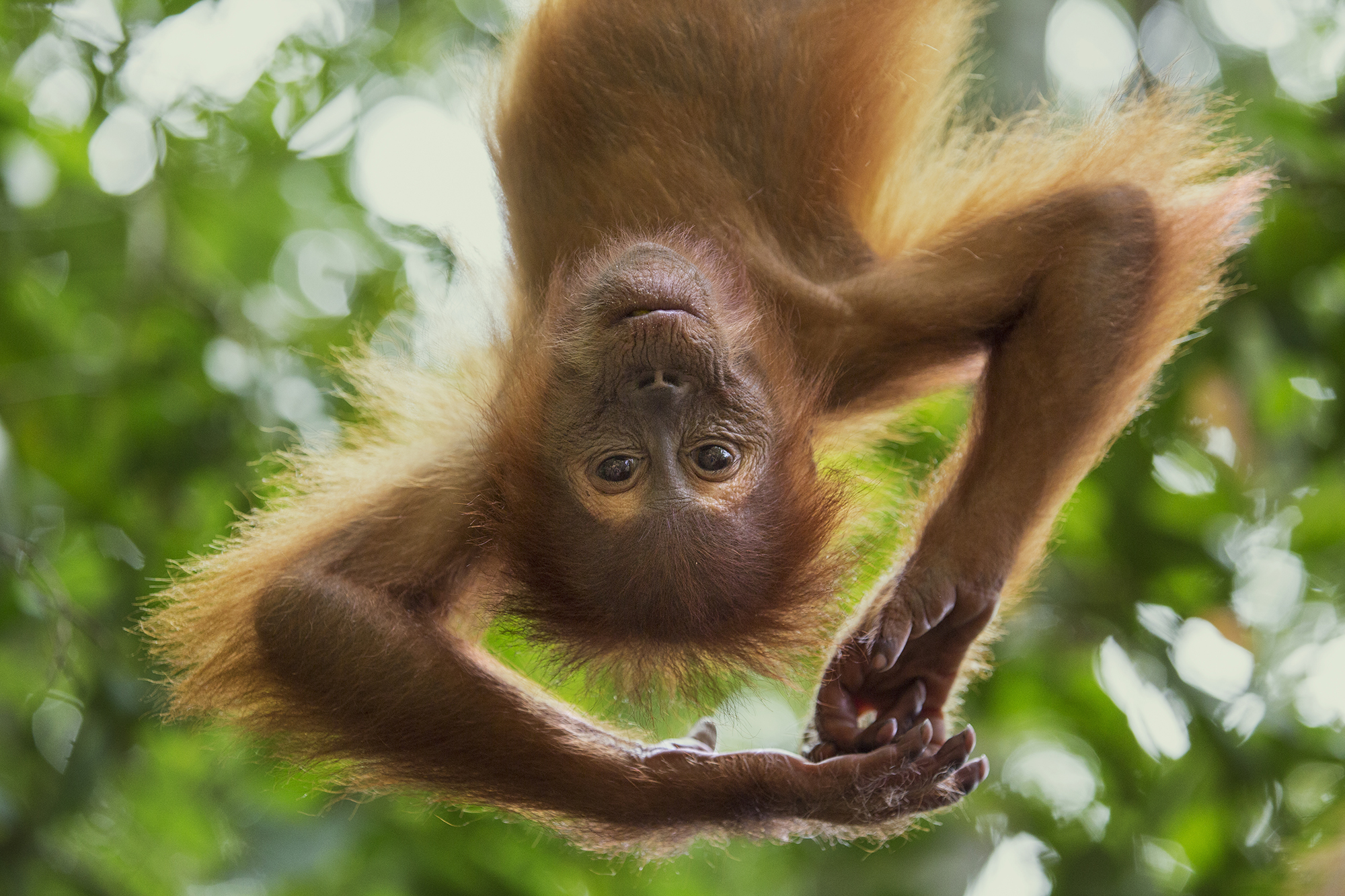 a young sumatran orangutan