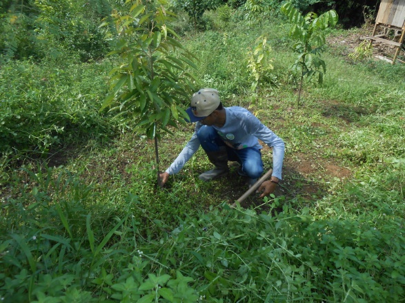 weeding around newly planted trees