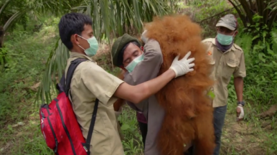 orangutan in Sumatra being rescued