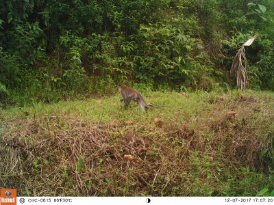 Macaque on camera trap in Cinta Raja III