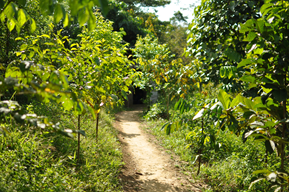 path through young trees at Bukit Mas