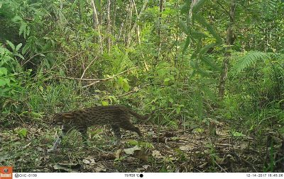 Camera trap photo Halaban