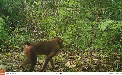 Wildlife returning to Halaban