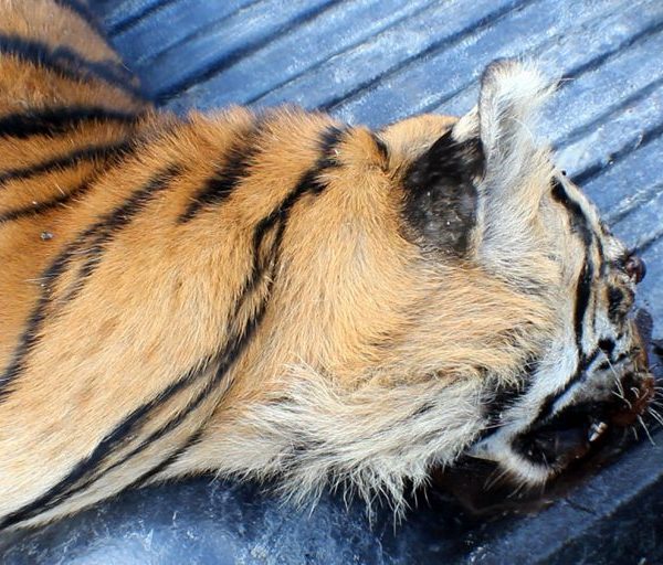 Sumatran tiger killed by poacher