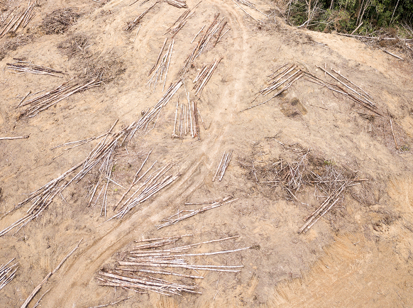 bare earth following deforestation in Sumatra