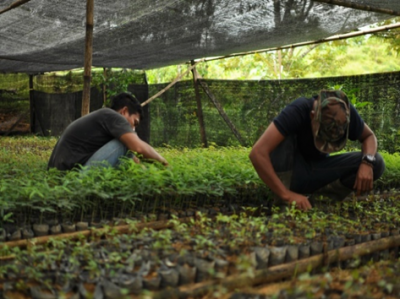 Seedlings to replant rainforest