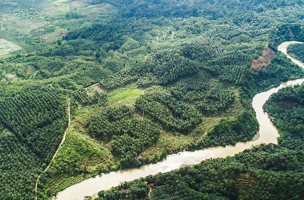 SOS carved into palm oil trees in remote Sumatran forest.